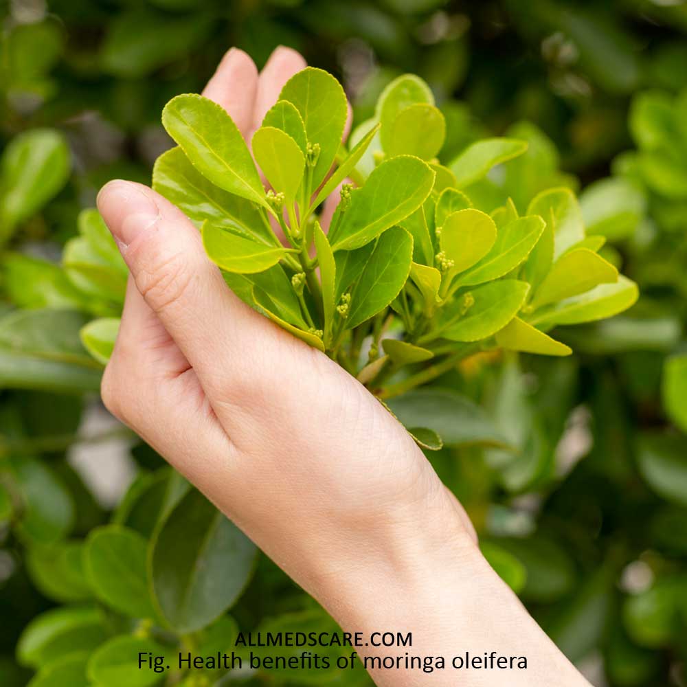 Moringa Oleifera- 6 Amazing benefits!